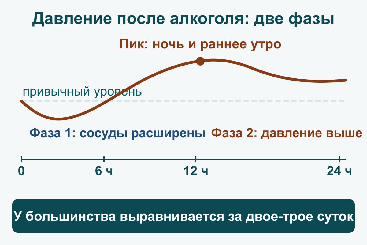 Схема: две фазы давления после алкоголя за 0–24 часа — сначала спад (сосуды расширены), затем подъём с пиком ночью и ранним утром